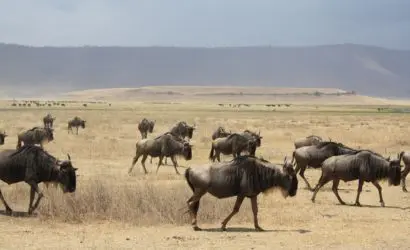 wildebeest calving season