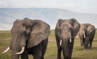 Ngorongoro carter elephant