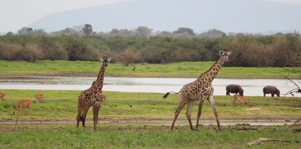serengeti np tanzania