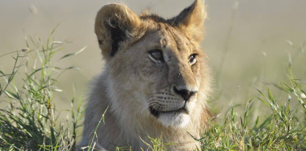 Lion in Saadani National Park