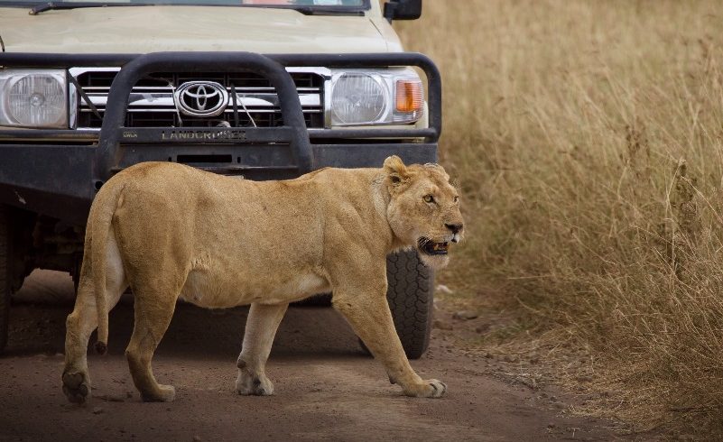 Lioness in Selous game reserve