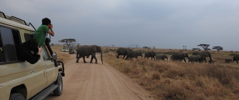 Serengeti elephants crossing roads
