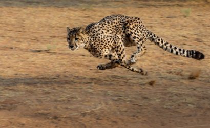 Cheetah fastest land mammal