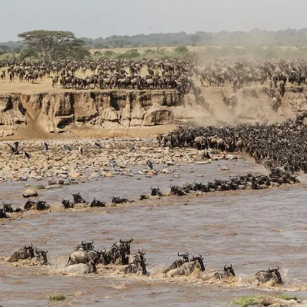 serengeti wildebeest migration mara river crossing