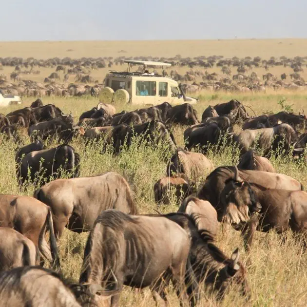 great migration serengeti