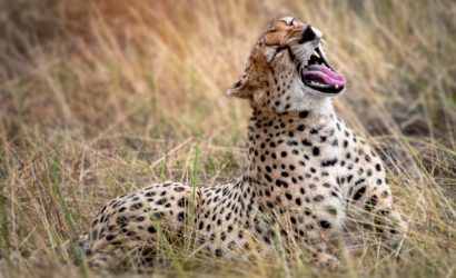 yawn cheetah Ruaha