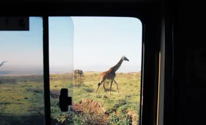 A giraffe from the window