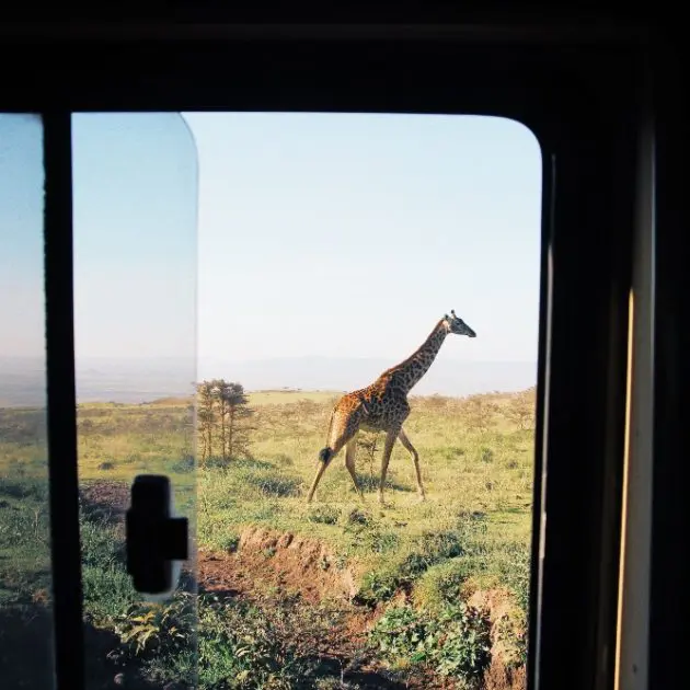 A giraffe from the window
