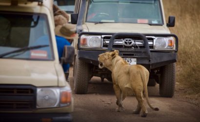 Lioness crossing road in Ruaha National park