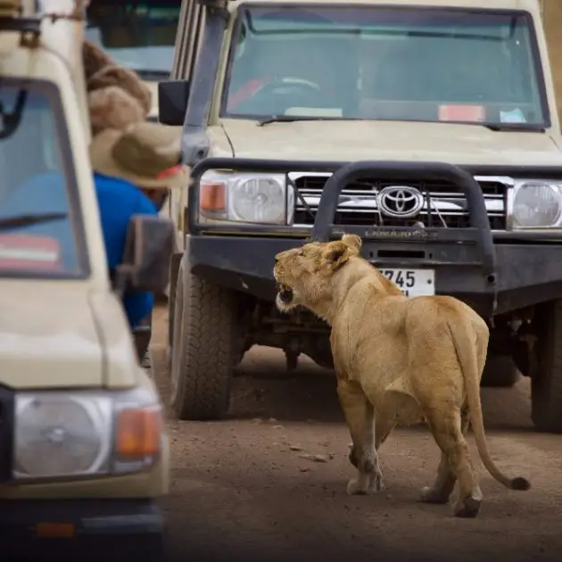 Lioness crossing road in Ruaha National park